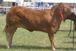 Athena Junior Female Champion