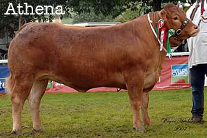 Athena