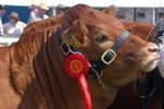 Junior female champion