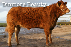 Dinmore Beauty