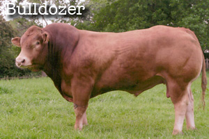 Bulldozer