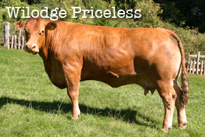 Wilodge Priceless