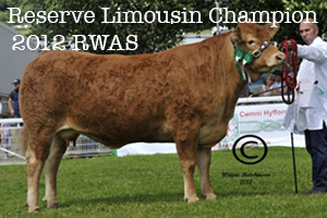 Reserve Limousin Champion