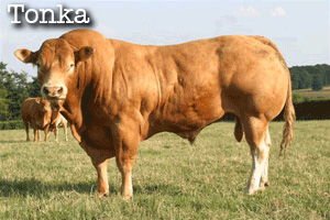 Tonka