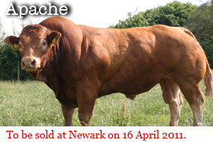 Bulls for sale