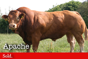 Bulls for sale