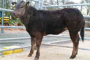 Bulls for sale