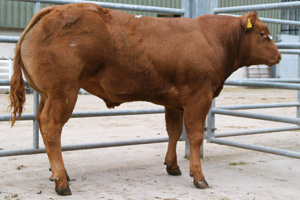 Bulls for sale