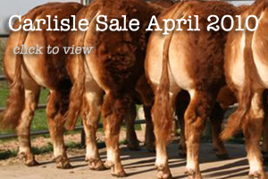 Bulls for sale