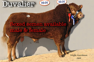 Duvalier's Progeny