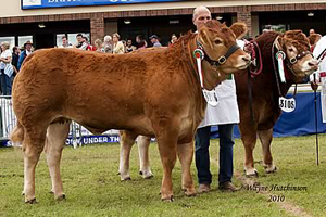 Interbreed Pairs Champion