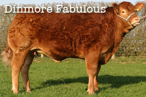 Dinmore Fabulous