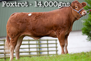 Limousin Grand Prix Male