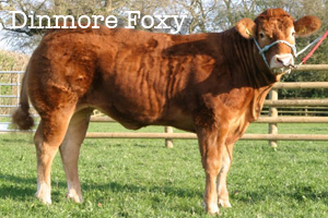 Dinmore Foxy