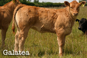 Dinmore Galatea