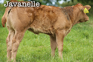 Javanelle calf