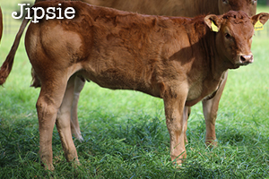 Jipsie calf