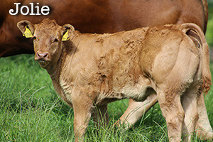 Jolie calf