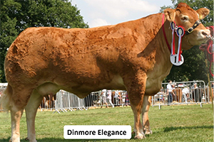 Dinmore Elegance